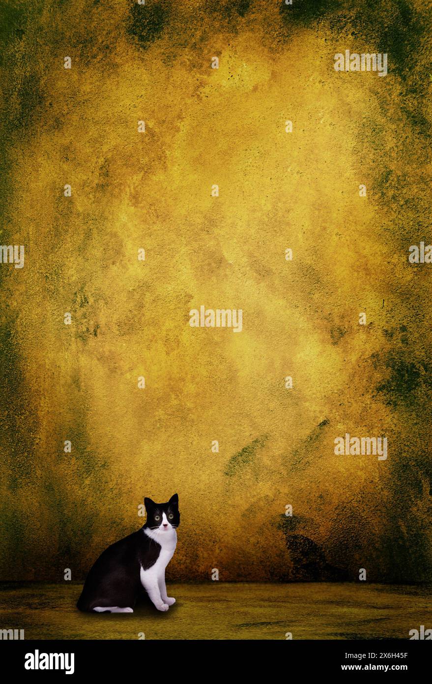 Hauskatze in einem leeren Zimmer Stockfoto