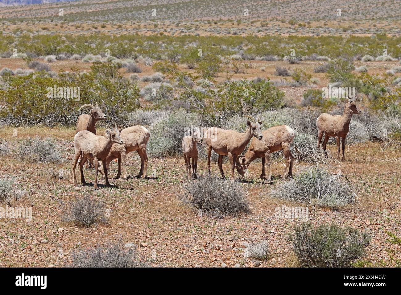 Schafe von Wüstendickhornschafen (Ovis canadensis nelsoni) weiden auf dem Sagebroch im Valley of Fire State Park in der Nähe von Overton, Nevada Stockfoto