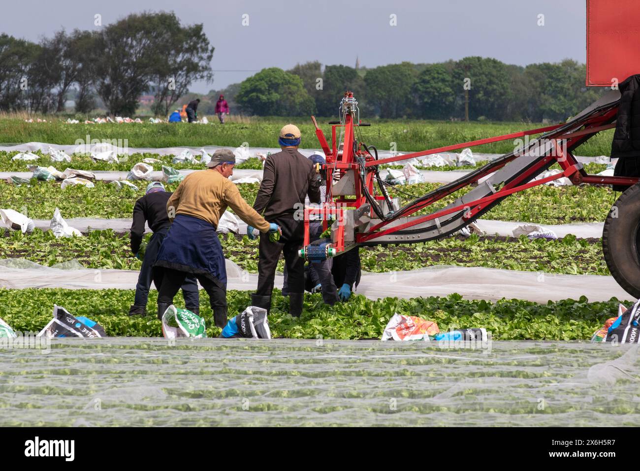 Holmswood, UK wetter; 15. Mai 2024 Wanderarbeiter aus der EU ernten Salat, der unter landwirtschaftlichem Vlies auf warmer Sonne in der als „Salad Bowl“ bekannten Gegend von West Lancashire gereift wurde. Die Farmen in Tarleton sind von einem Mangel an Wanderarbeitern betroffen, auf den Großbritannien angewiesen ist, um Gemüse- und Salatpflanzen einzubringen. Dieser Mangel bedeutet, dass die landwirtschaftlichen Betriebe nun Arbeitskräfte zusammenfassen und sie je nach Bedarf von einem landwirtschaftlichen Betrieb zum anderen transportieren. Das Vereinigte Königreich benötigt etwa 80.000 Saisonarbeiter, um die Gemüseernte zu pflücken, und praktisch alle kommen aus Osteuropa. Credit; MediaWorldImage/AlamyLiveNews. Stockfoto