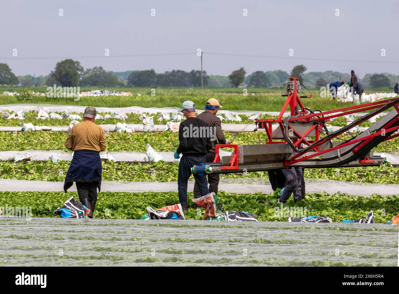 Holmswood, UK wetter; 15. Mai 2024 Wanderarbeiter aus der EU ernten Salat, der unter landwirtschaftlichem Vlies auf warmer Sonne in der als „Salad Bowl“ bekannten Gegend von West Lancashire gereift wurde. Die Farmen in Tarleton sind von einem Mangel an Wanderarbeitern betroffen, auf den Großbritannien angewiesen ist, um Gemüse- und Salatpflanzen einzubringen. Dieser Mangel bedeutet, dass die landwirtschaftlichen Betriebe nun Arbeitskräfte zusammenfassen und sie je nach Bedarf von einem landwirtschaftlichen Betrieb zum anderen transportieren. Das Vereinigte Königreich benötigt etwa 80.000 Saisonarbeiter, um die Gemüseernte zu pflücken, und praktisch alle kommen aus Osteuropa. Credit; MediaWorldImage/AlamyLiveNews. Stockfoto