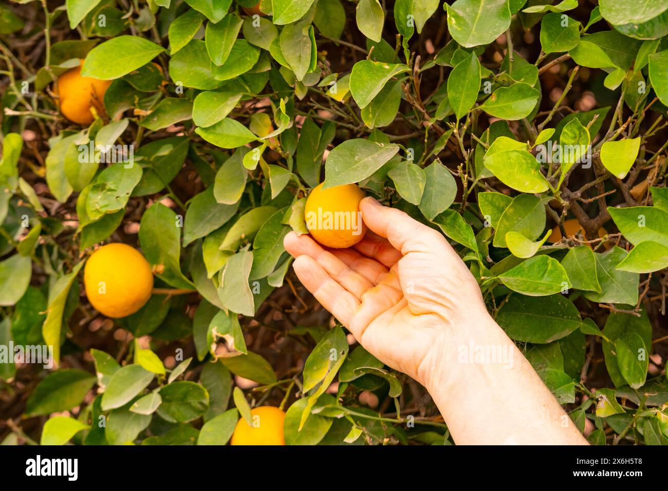 Die männliche Hand des Bauern legt sanft eine Handvoll frisch gepflückter Orangen auf einen lebendigen Orangenbaum, die Verbindung zwischen Mensch und Natur, das Leben im Kreislauf, das Kopfgeld h Stockfoto