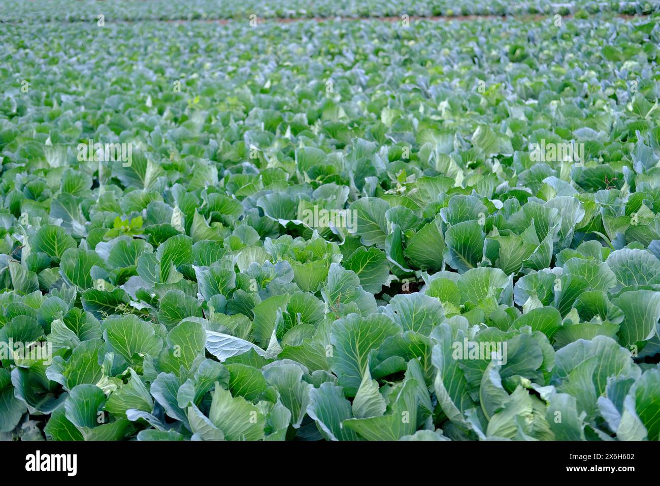 Jungkohl, Brassica oleracea, grüne Felder reifender Agrarkultur, Agrarkonzept, umweltfreundliche Pflanzen, Gemüseprodukte Stockfoto