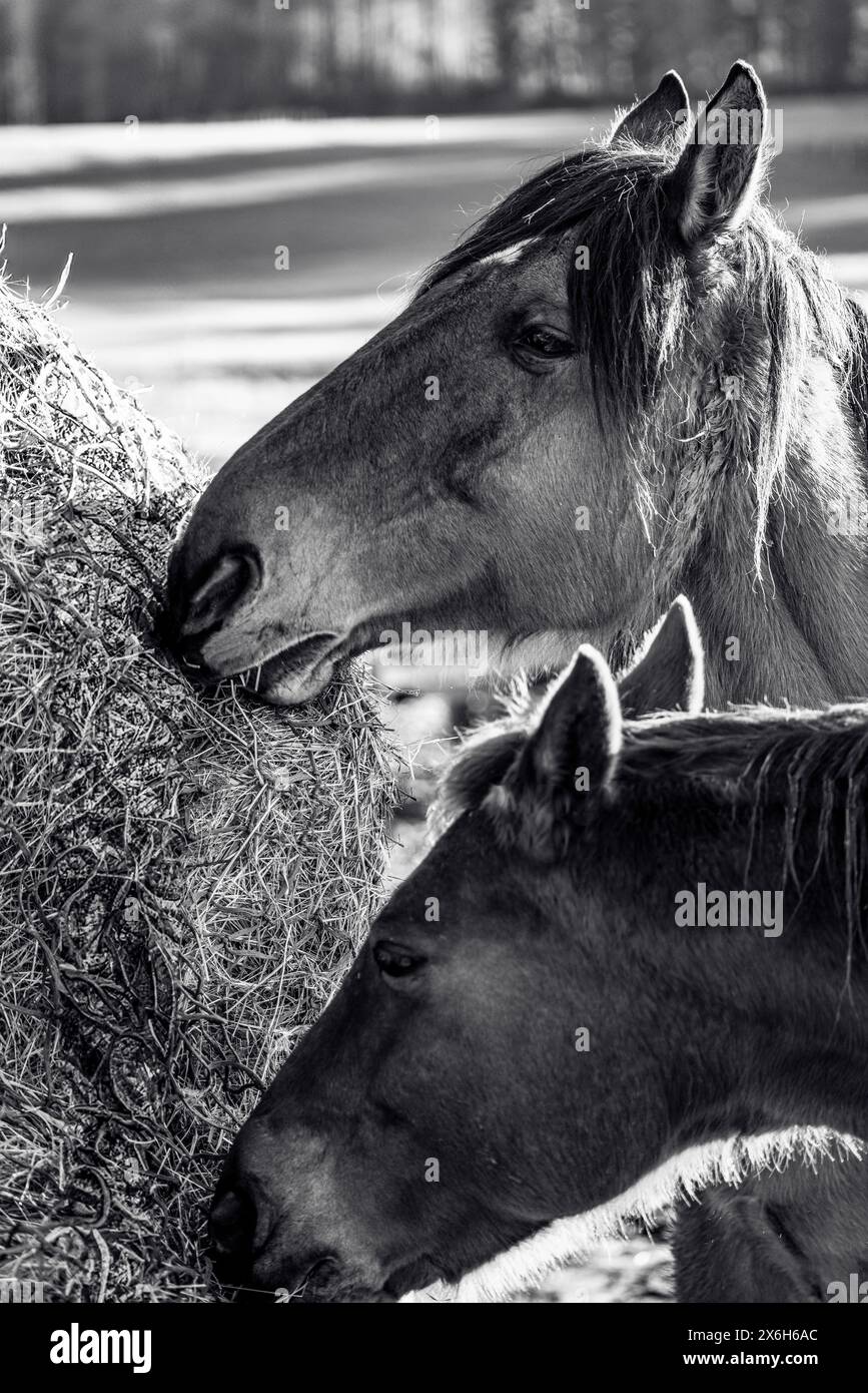 Pferde essen Heu, Pferd, Pferd, Pony, Heu, mongolisches Pferd, Ponys, Reiten, Pferdefotos Stockfoto