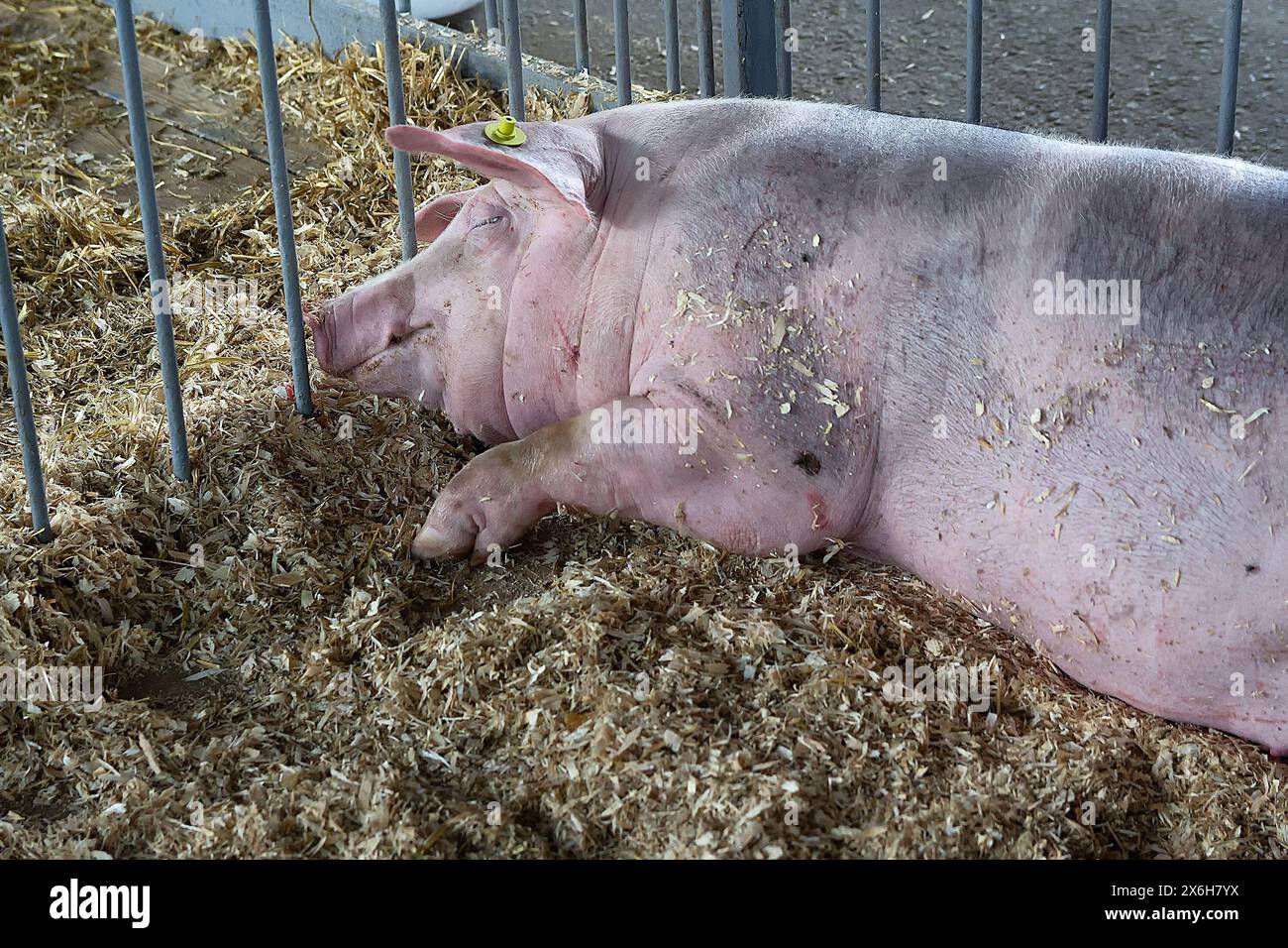 Gut gefüttertes Schwein schläft auf einer Farm. Landwirtschaft Stockfoto