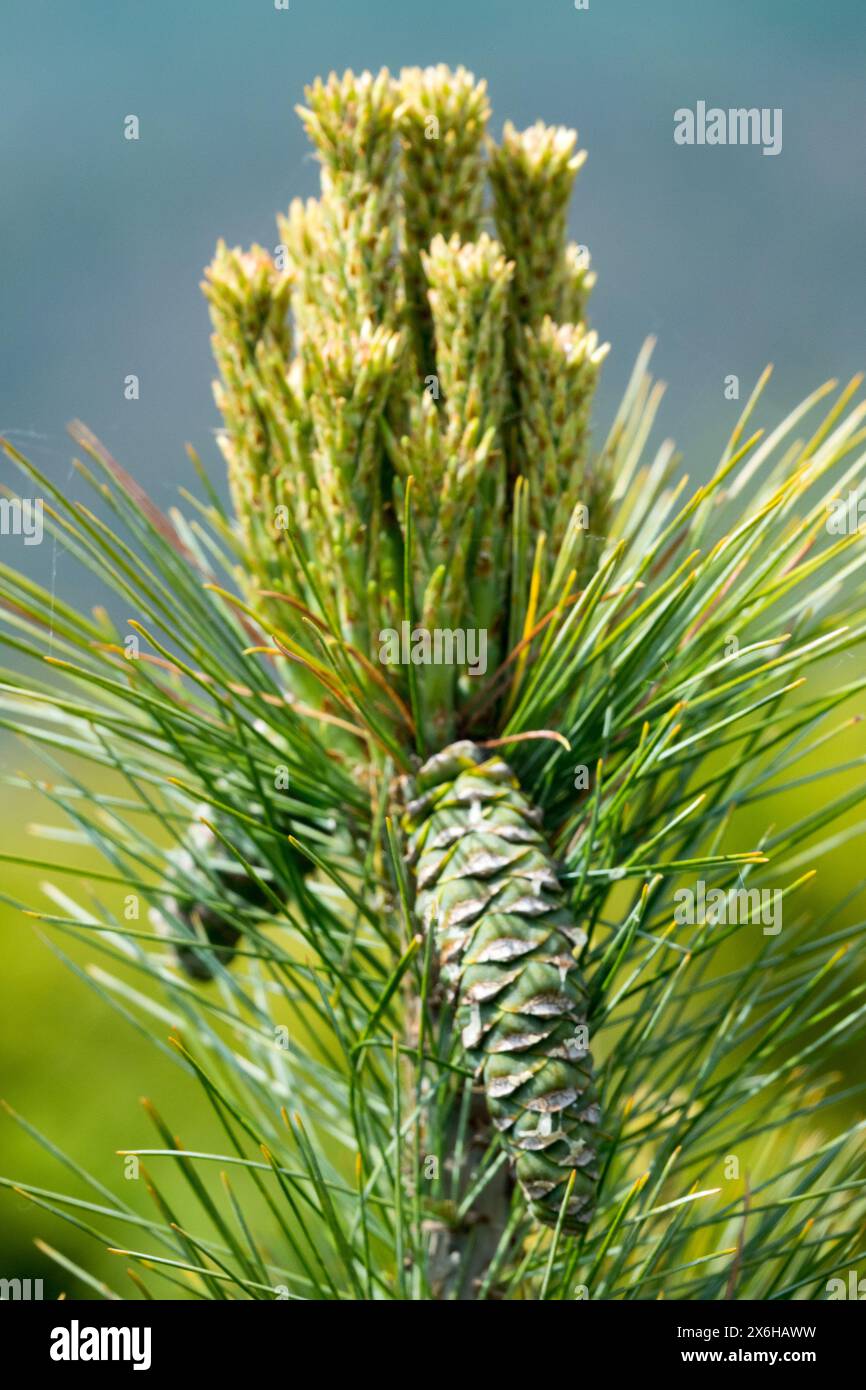 Pinus Strobus „Nana“ Kegel weibliche Kegel Kiefer, östliche Weiße Kiefernnadeln neue Triebe Stockfoto