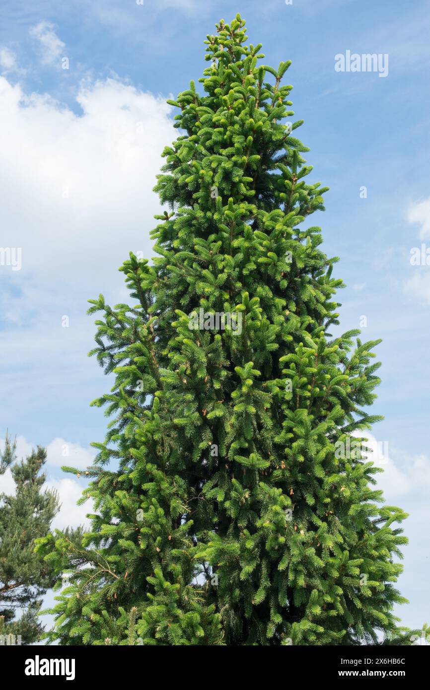 Picea abies 'Fastigiata' Baum Norwegische Fichte Europäische Fichte Stockfoto