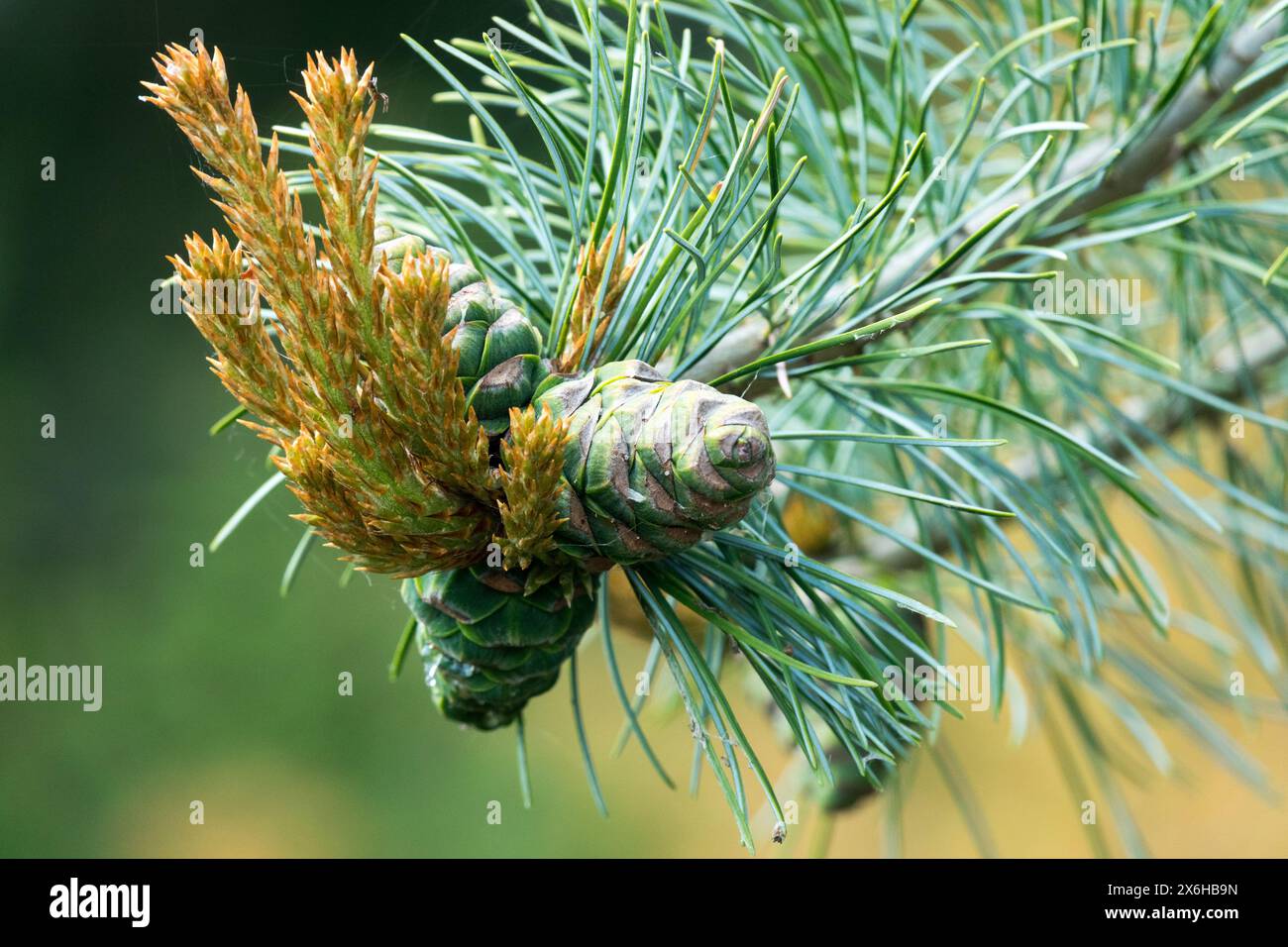 Pinus parviflora „Blauer Riese“ Kegel weibliche Kegel, Japanische Weißkiefer, Astnadeln Stockfoto