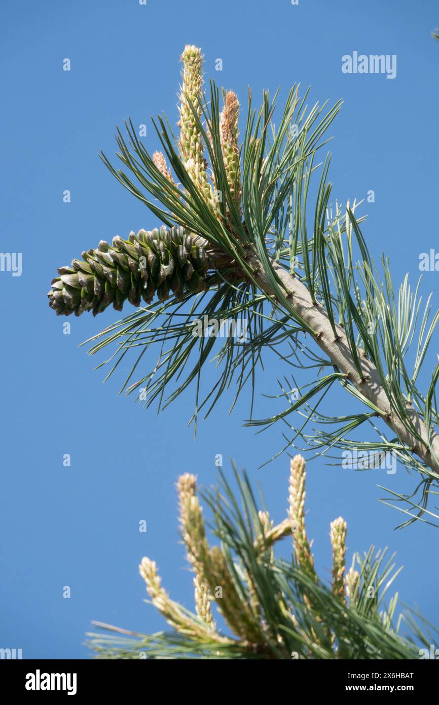 Pinus flexilis Kegel weibliche Kegel, Limber Pine, Limbertwig, Rocky Mountain White Pine Ast Stockfoto