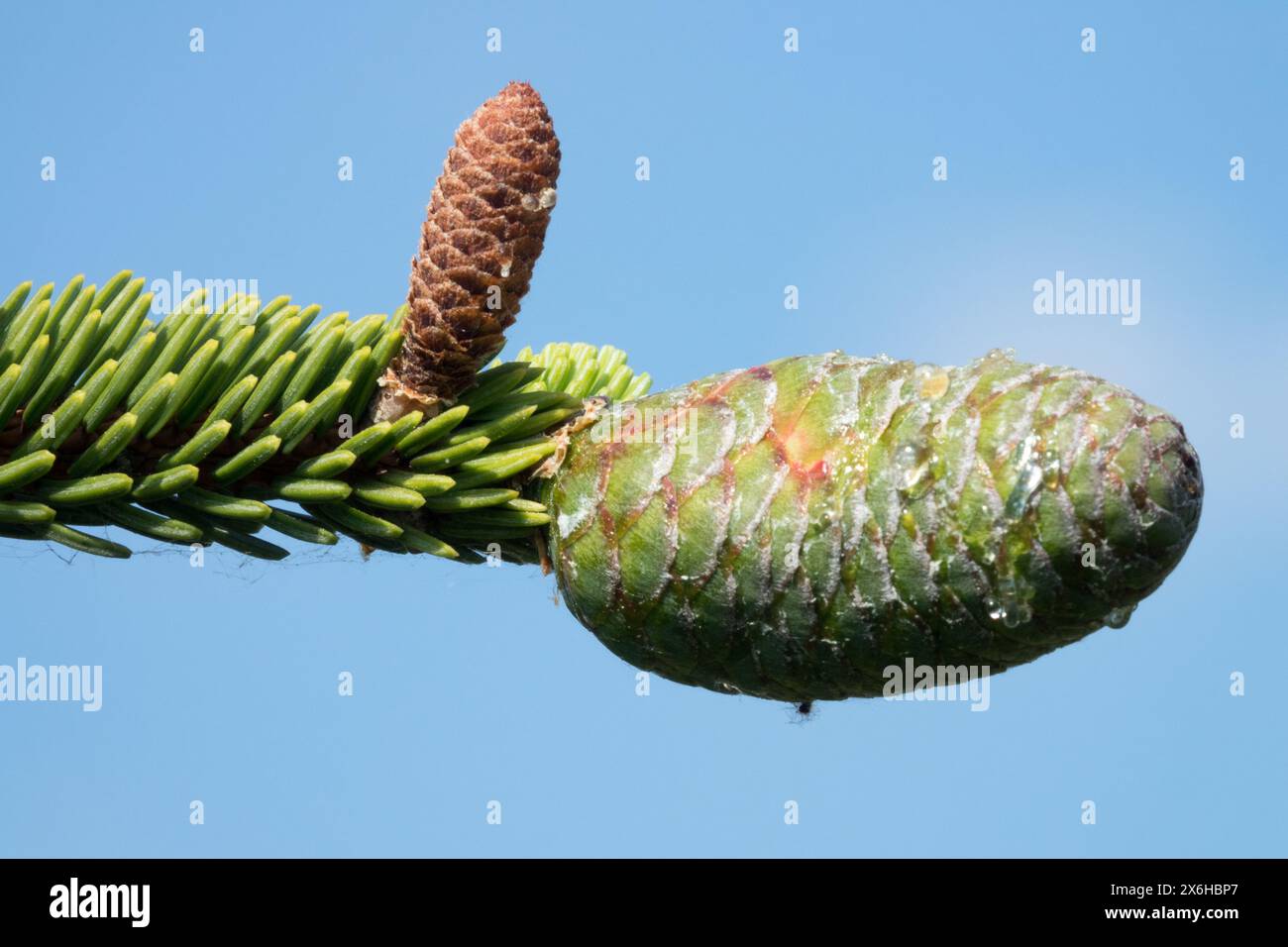 Picea koyamae, Kegel männliche und weibliche Kegel, Koyama Fichte, Nadeln, Nadelholz Nahaufnahme Stockfoto