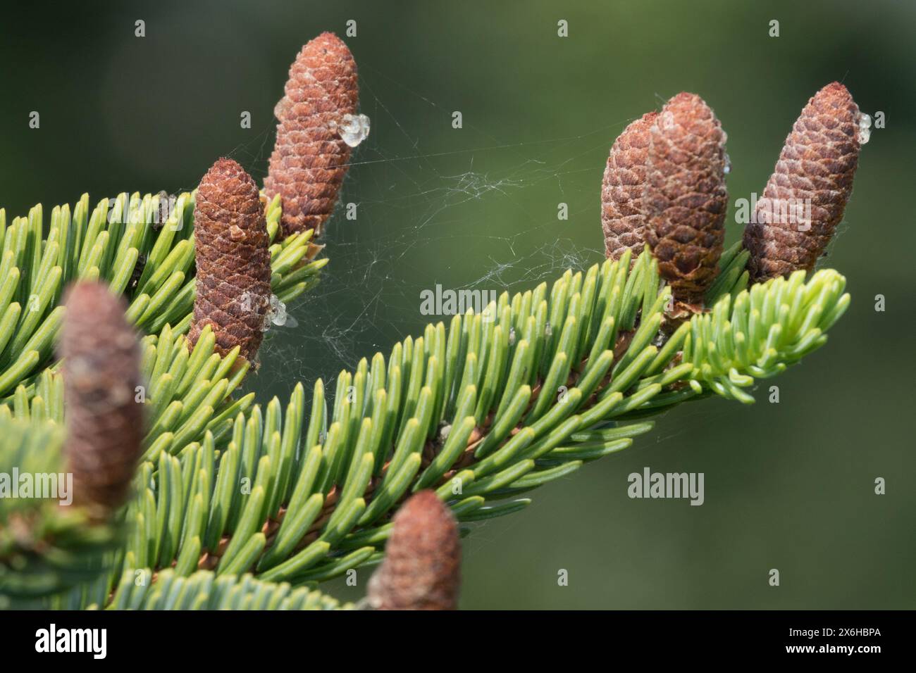 Picea koyamae, Kegel männliche Kegel, Koyama Fichte, Nadeln, Nadel Nahaufnahme Stockfoto