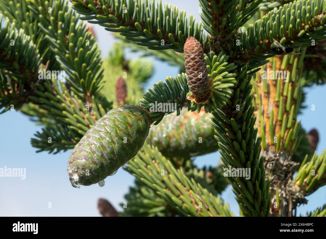 Picea koyamae männliche Kegel weibliche Koyama-Fichte, Nadeln, Pinaceae-Äste Stockfoto