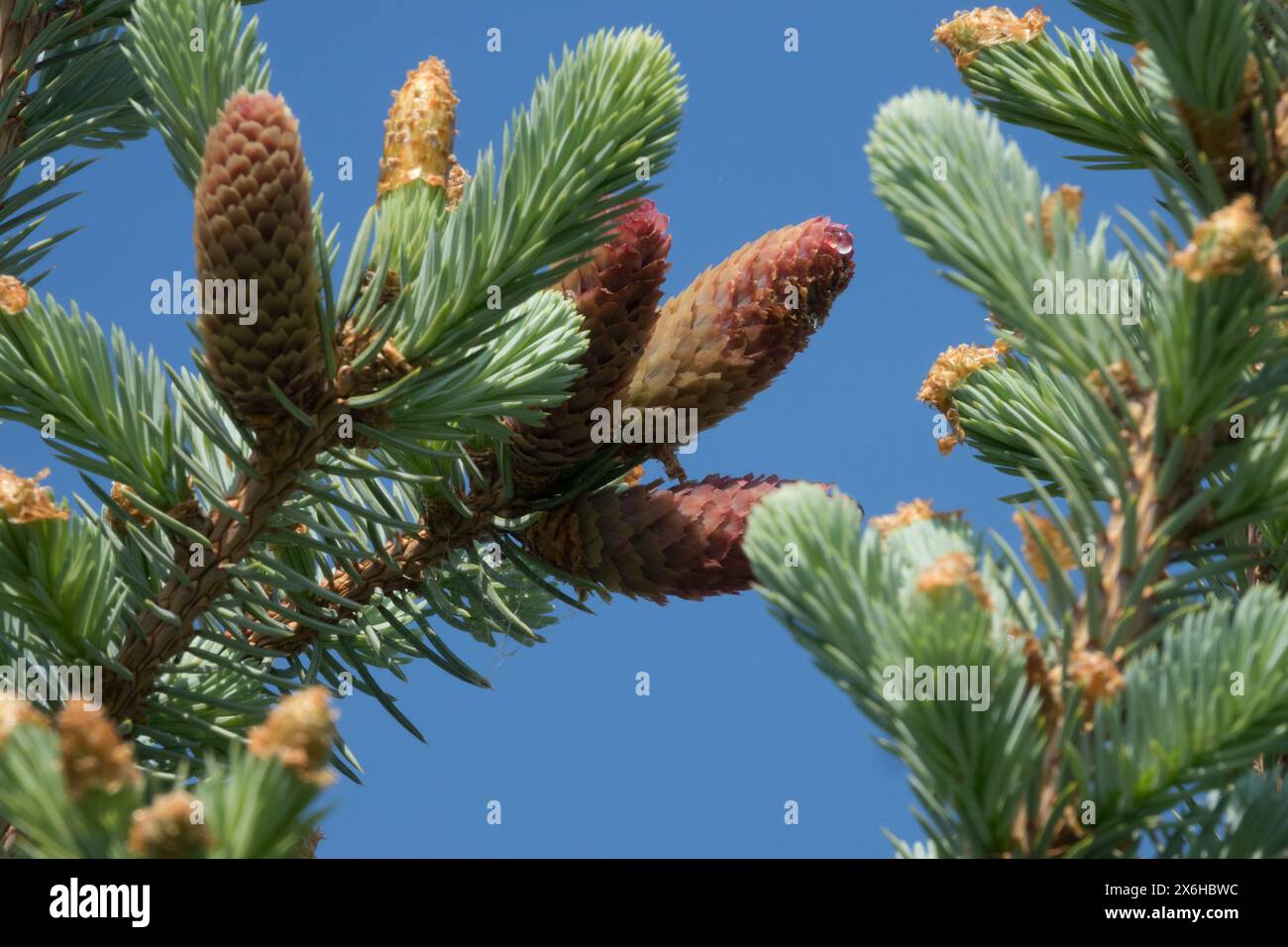 Picea pungens „Hoopsii“ Nahaufnahme Kegel weibliche Kegel Nadelholz Laub, Nadeln, Pinaceae, Silberfichtenzweige Stockfoto