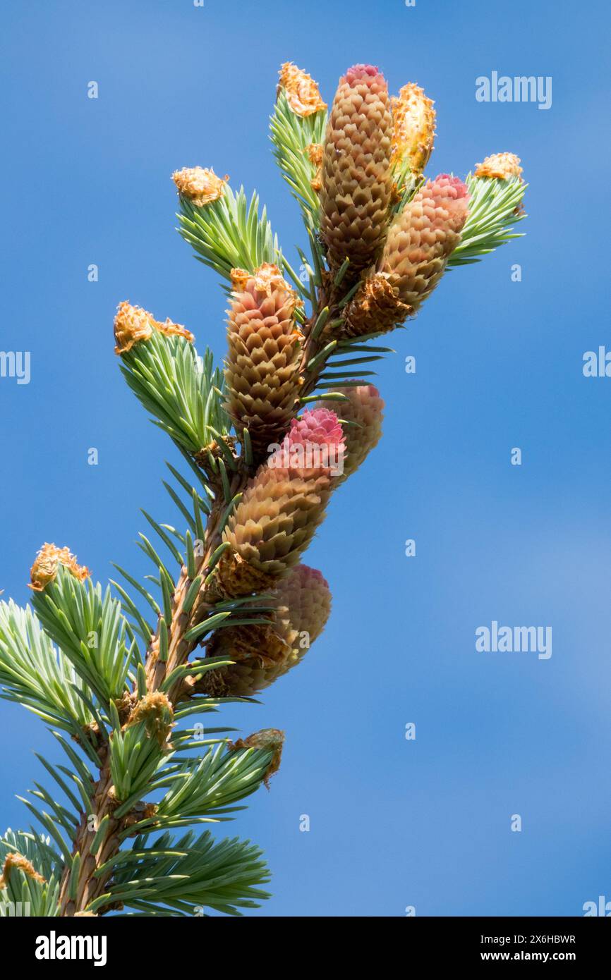 Picea pungens „Hoopsii“ Nahaufnahme weiblich, Kegelkegel Nadelholz Laub, Nadeln, Pinaceae, Silberfichte Stockfoto