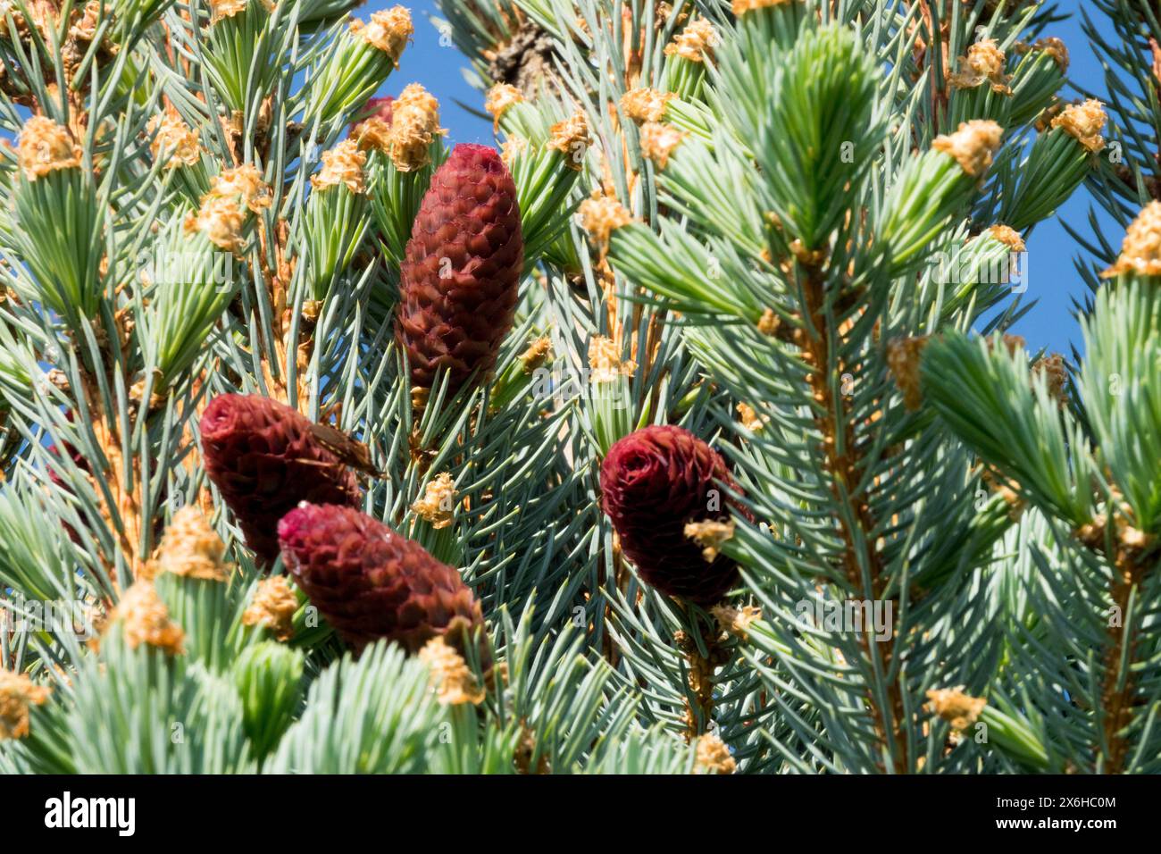 Picea pungens „Iseli Fastigiate“ Silberfichtenzapfen, Konifer Colorado Blaufichte Stockfoto