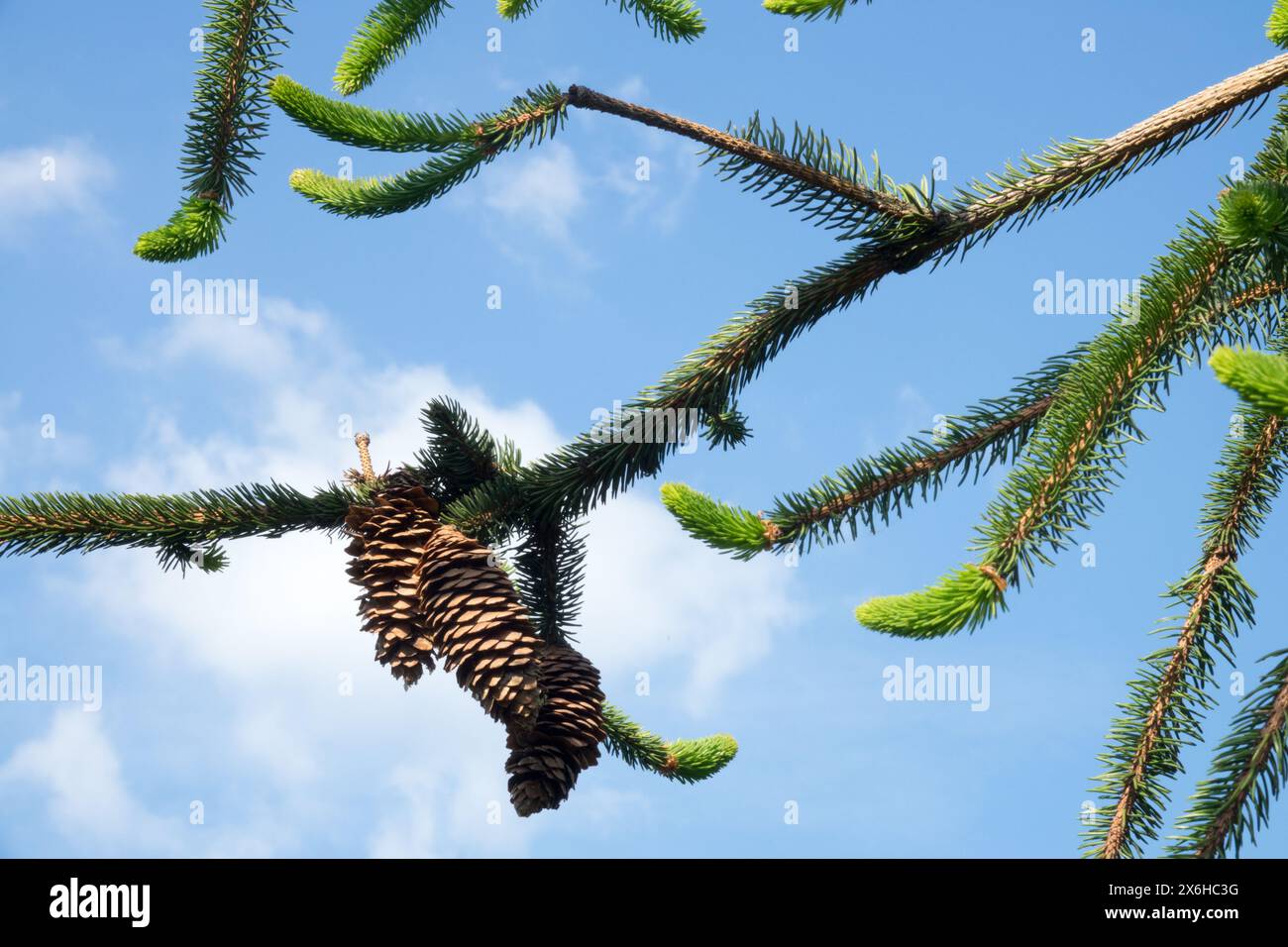 Picea abies 'Cranstonii' Norwegen Fichte Kegel weibliche Kegel auf Zweig Stockfoto