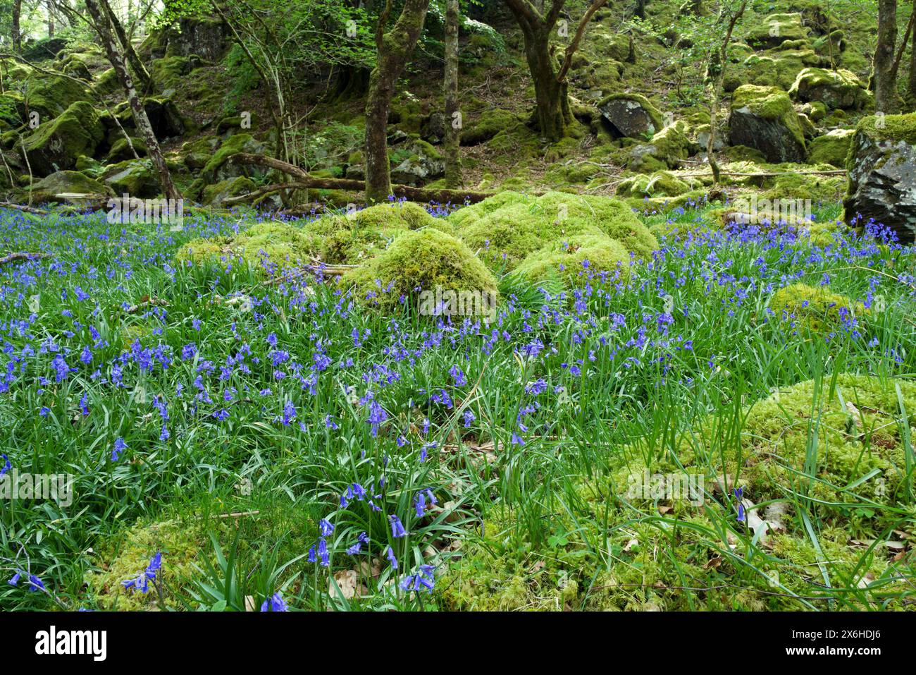 Glockenblumen im keltischen gemäßigten Regenwald im Llugwy Valley (Snowdonia). Die Pflanze ist ein Antike-Waldindikator. Stockfoto