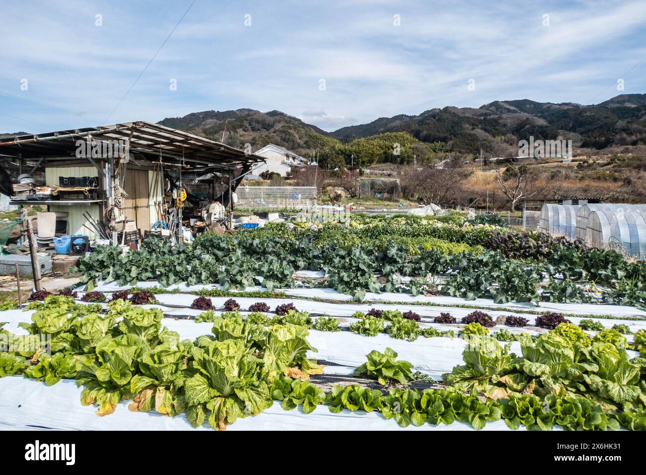 Gemüsegarten auf dem Yamanobe no Michi Trail, Nara, Japan Stockfoto