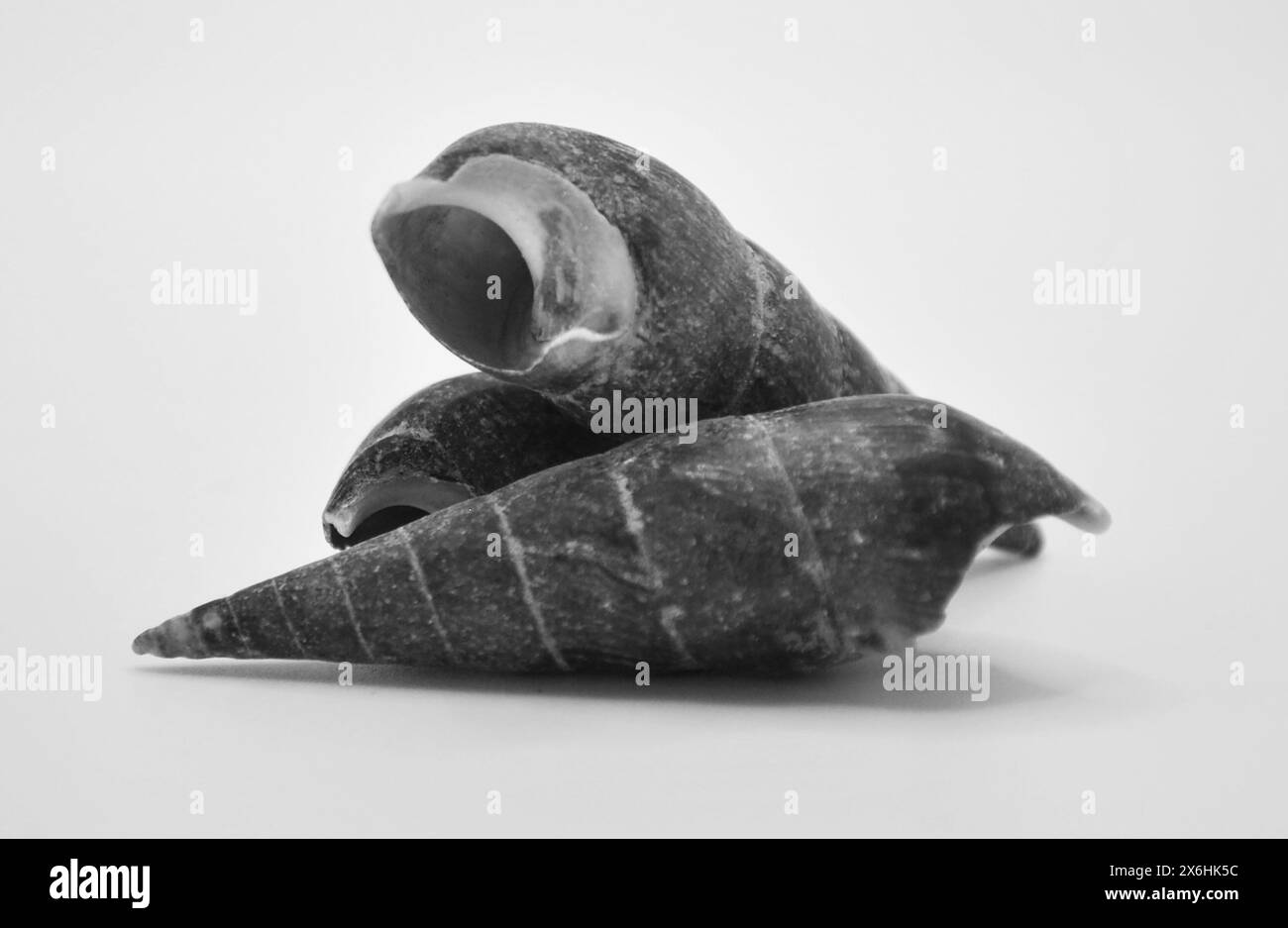 Drei Schwarzweiß-Schneckenschalen stapelten sich in weichem Licht Stockfoto