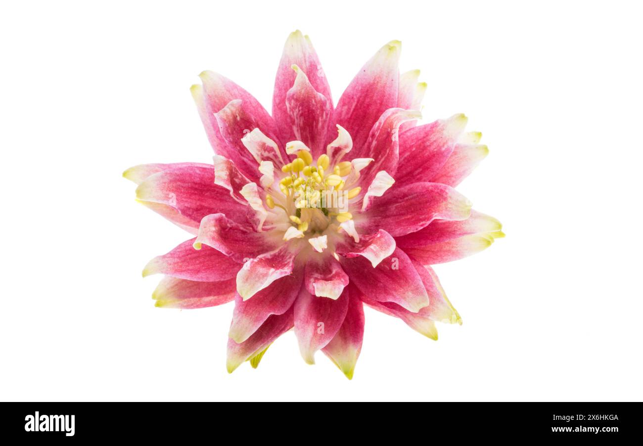 Aquilegia Blume isoliert auf weißem Hintergrund Stockfoto