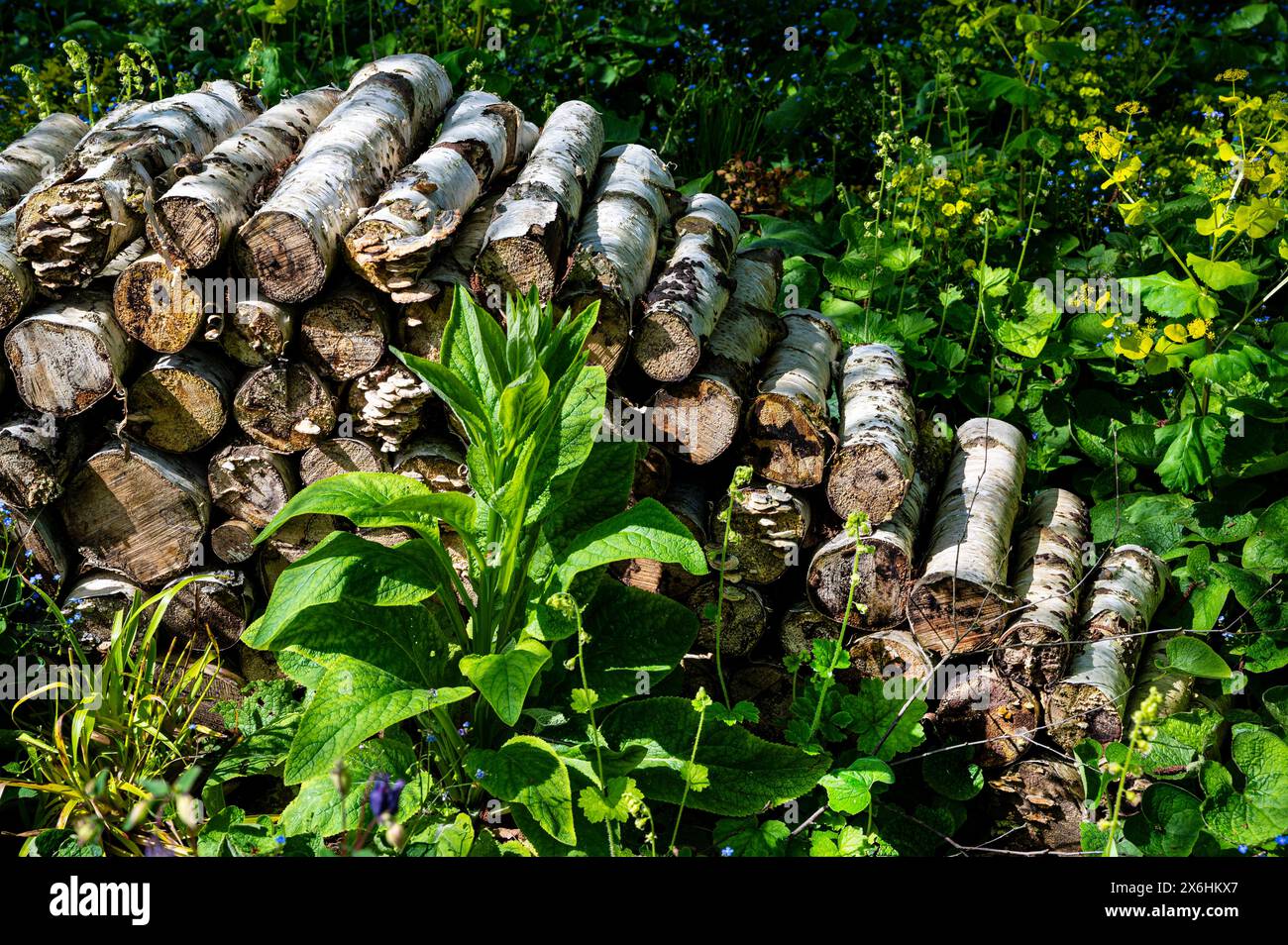 Baumstämme bilden einen Lebensraum für Tiere, der sich zwischen den Blumenrändern verschmilzt. Holzhaufen-Insekten und Wirbellose-Unterschlupf. Stockfoto