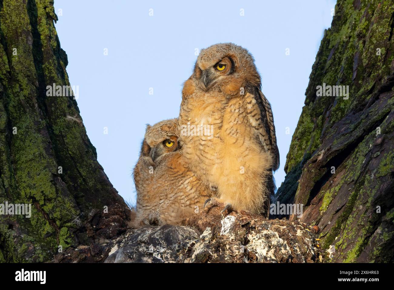 Große gehörnte Eule (Bubo Virginianus), Stockfoto