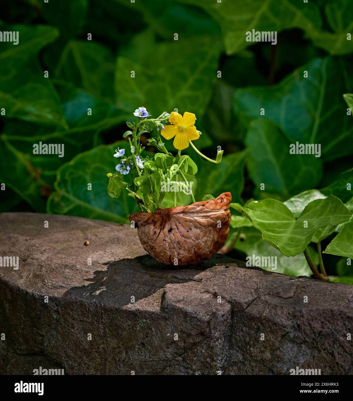 Ein süßes kleines gelb-blaues Blumenarrangement. Alles in einer Walnussschale. Stockfoto