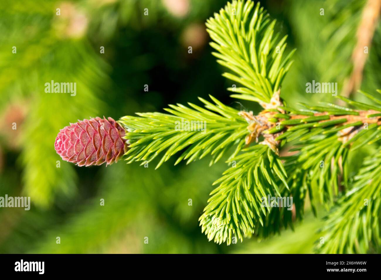 Picea abies 'Pusch' Zwerg, Tiny, Tree Low, Norwegen Fichte Kegel Großaufnahme Stockfoto