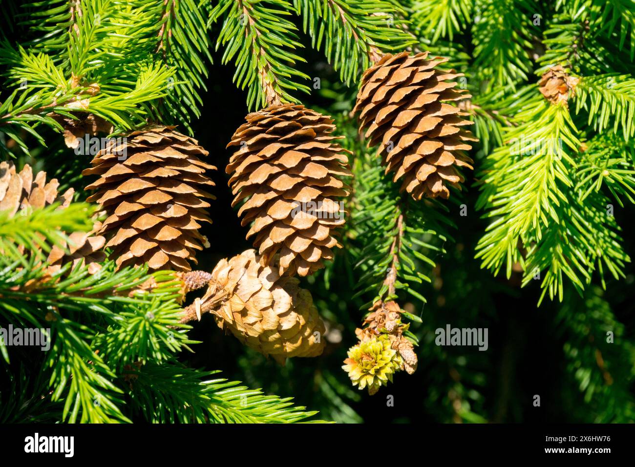 Picea abies 'Pusch' Zwerg, Tiny, Tree Low, Norwegen Fichte Kegel weiblich Stockfoto