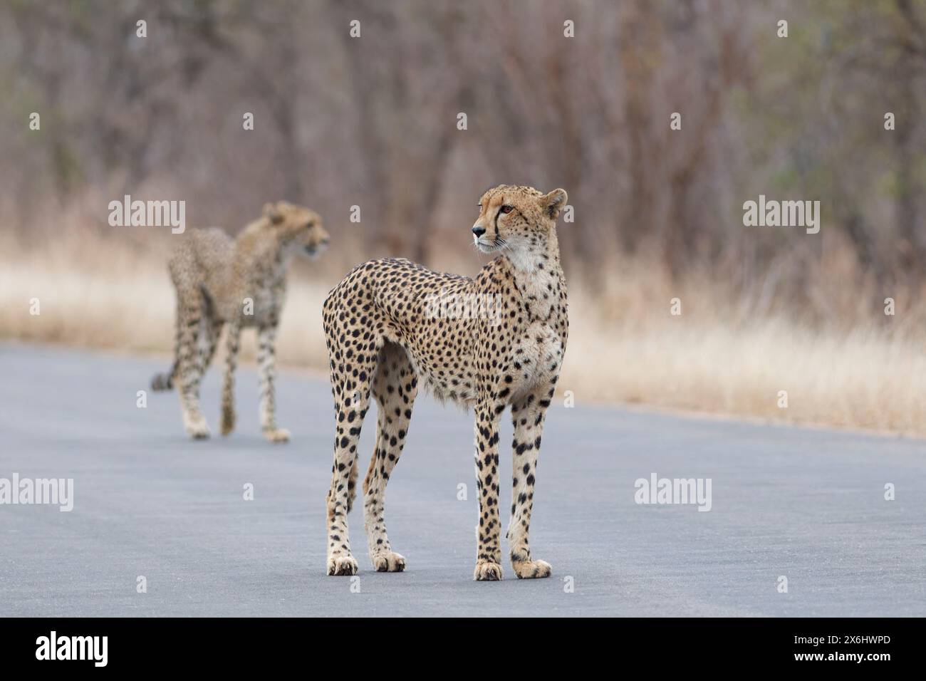 Geparden (Acinonyx jubatus), zwei Erwachsene, auf der geteerten Straße stehend, aufmerksam, früh am Morgen, Kruger-Nationalpark, Südafrika, Afrika Stockfoto