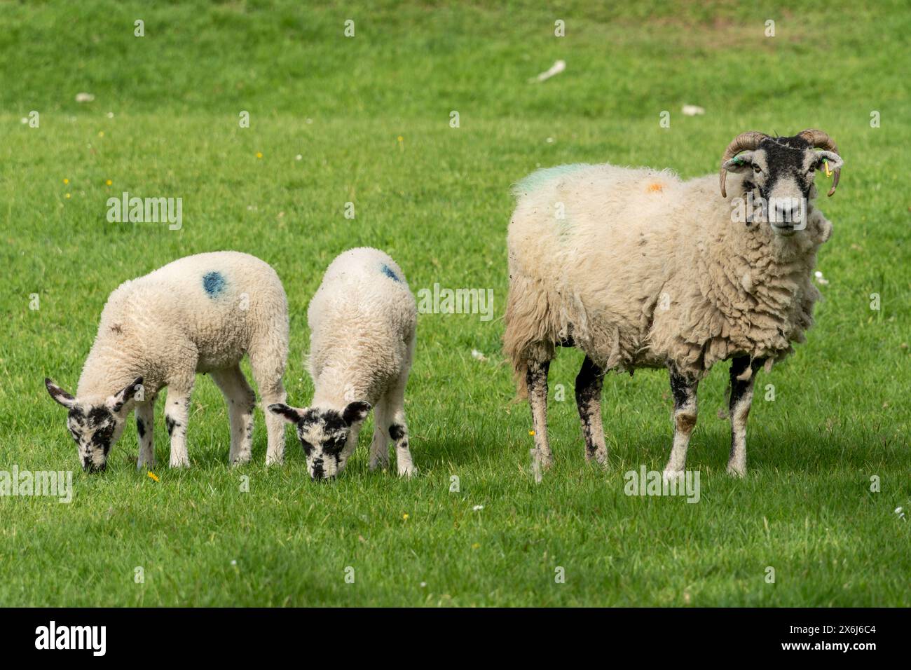 Schafe auf der Weide, in den Yorkshire Dales, Großbritannien. Britisches Landwirtschaftskonzept, Land, Ackerland. Stockfoto