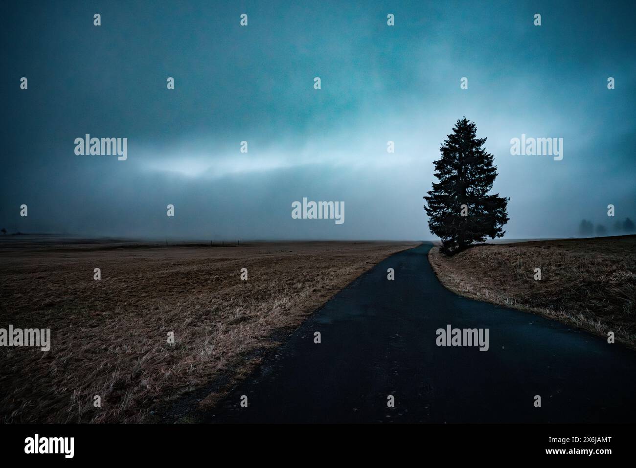 Einsamer Baum auf der Straße im Nebel Stockfoto