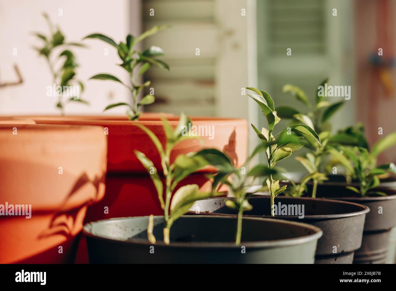 Mandarinenbäume sprießen in Töpfen in der Sonne Stockfoto