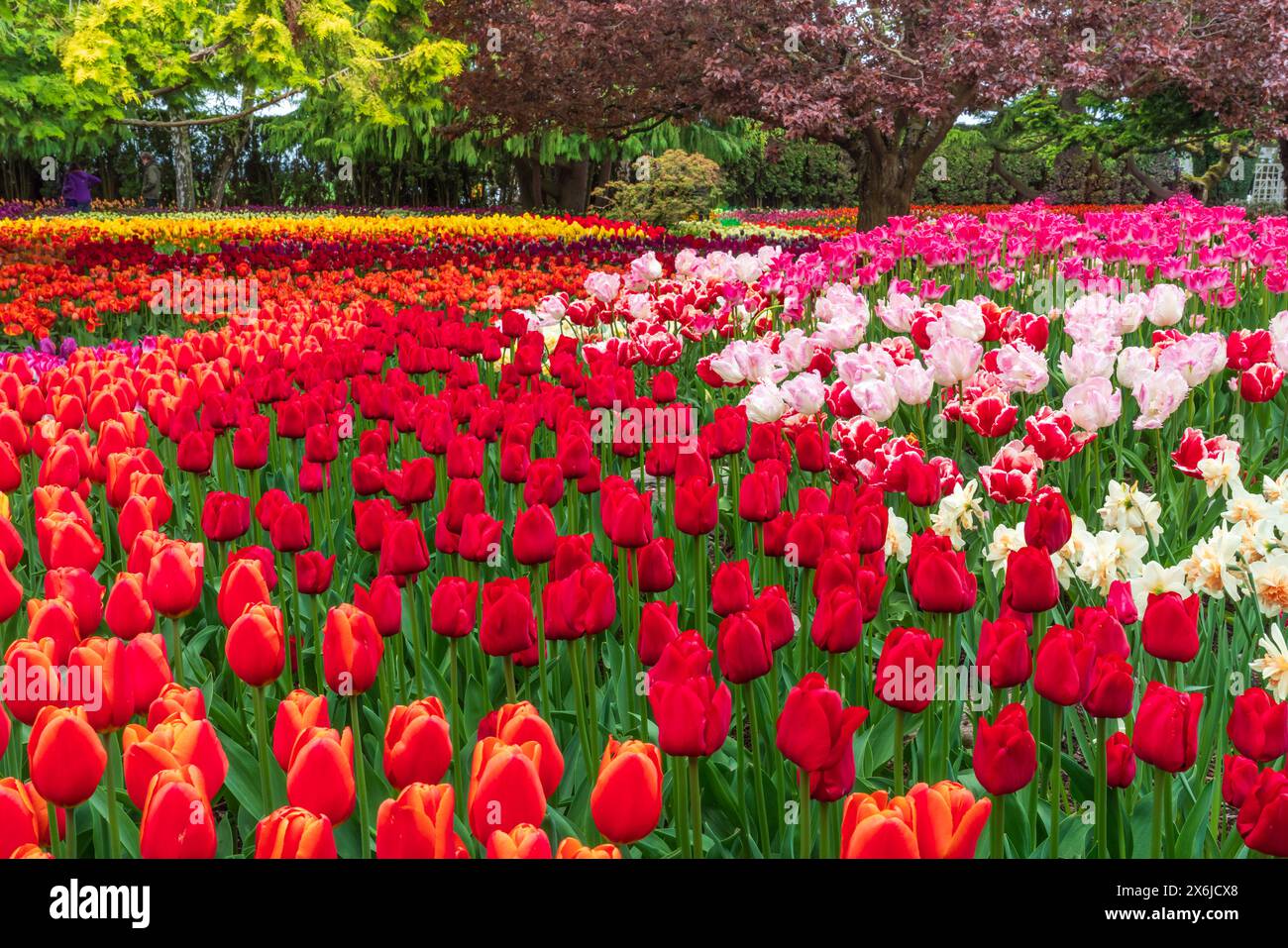 Die Tulpengärten der RoozenGaarde im Skagit Valley, Washington, USA. Stockfoto