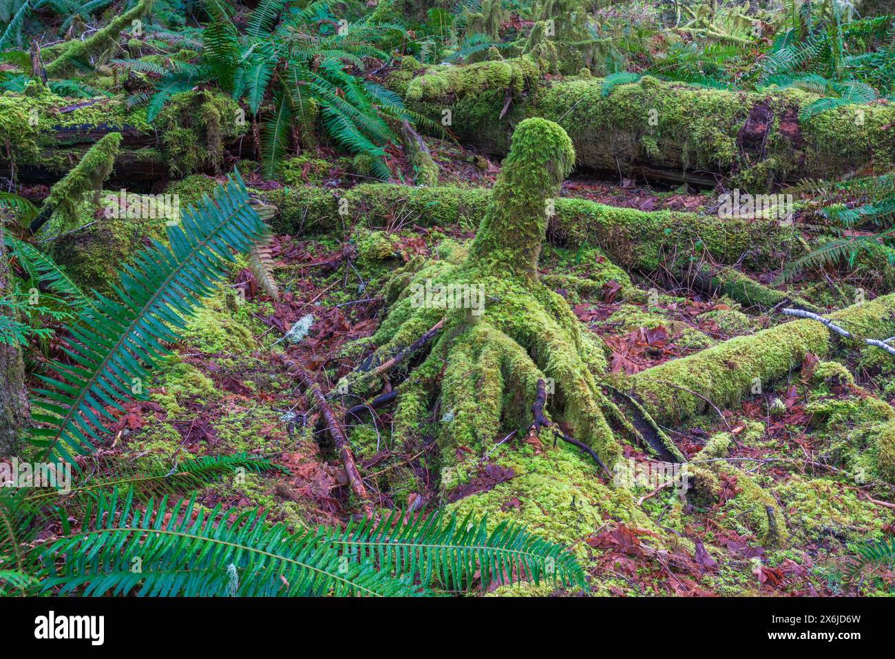 Moos und Pflanzen wachsen auf den Felsen im Sooke Regional Park, Vancouver, British Columbia, Kanada. Stockfoto