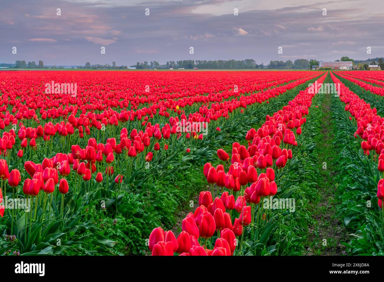 Tulpenblumenfelder im Skagit Valley, Washington, USA. Stockfoto