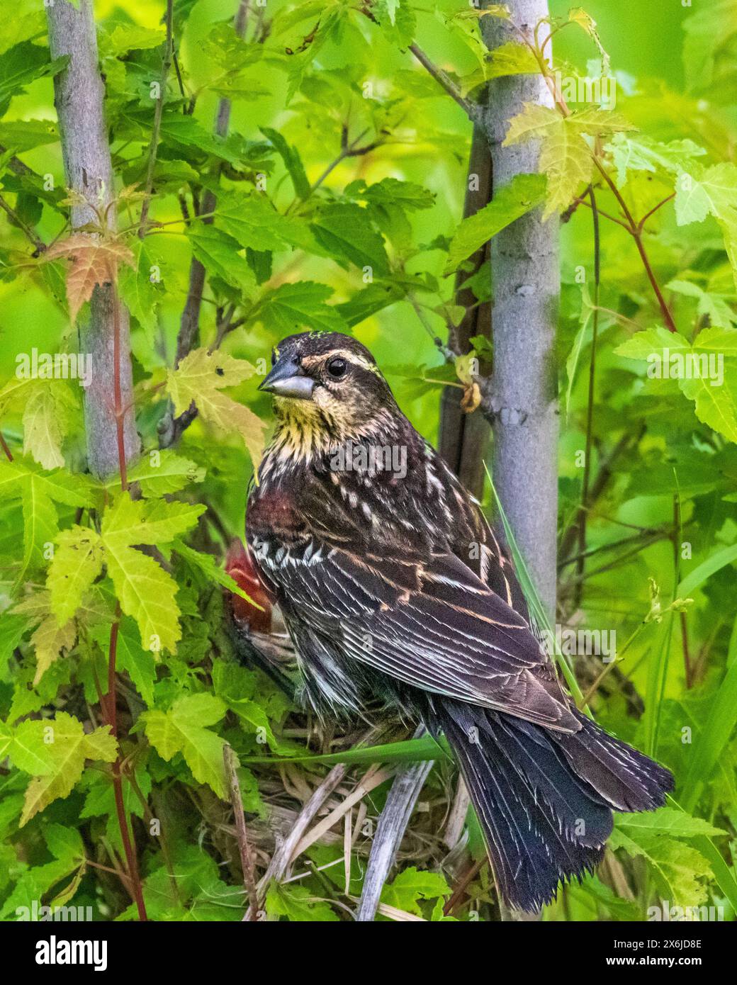 Eine weibliche Rotgeflügelte Amsel im Nest mit Jungen im Discovery Nature Sanctuary in Winkler, Manitoba, Kanada. Stockfoto