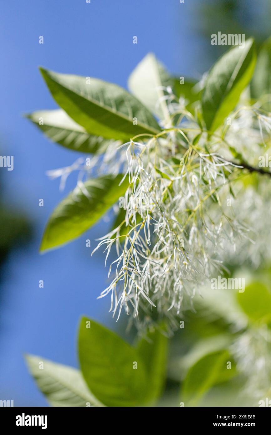 Weiße Blüten von Fransenbaum oder Chionanthus virginicus, schöne Blüte auf blauem Himmel Hintergrund Stockfoto
