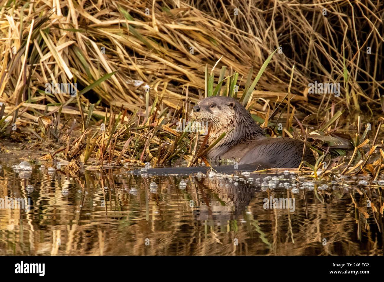 Fluss Otter am See Stockfoto