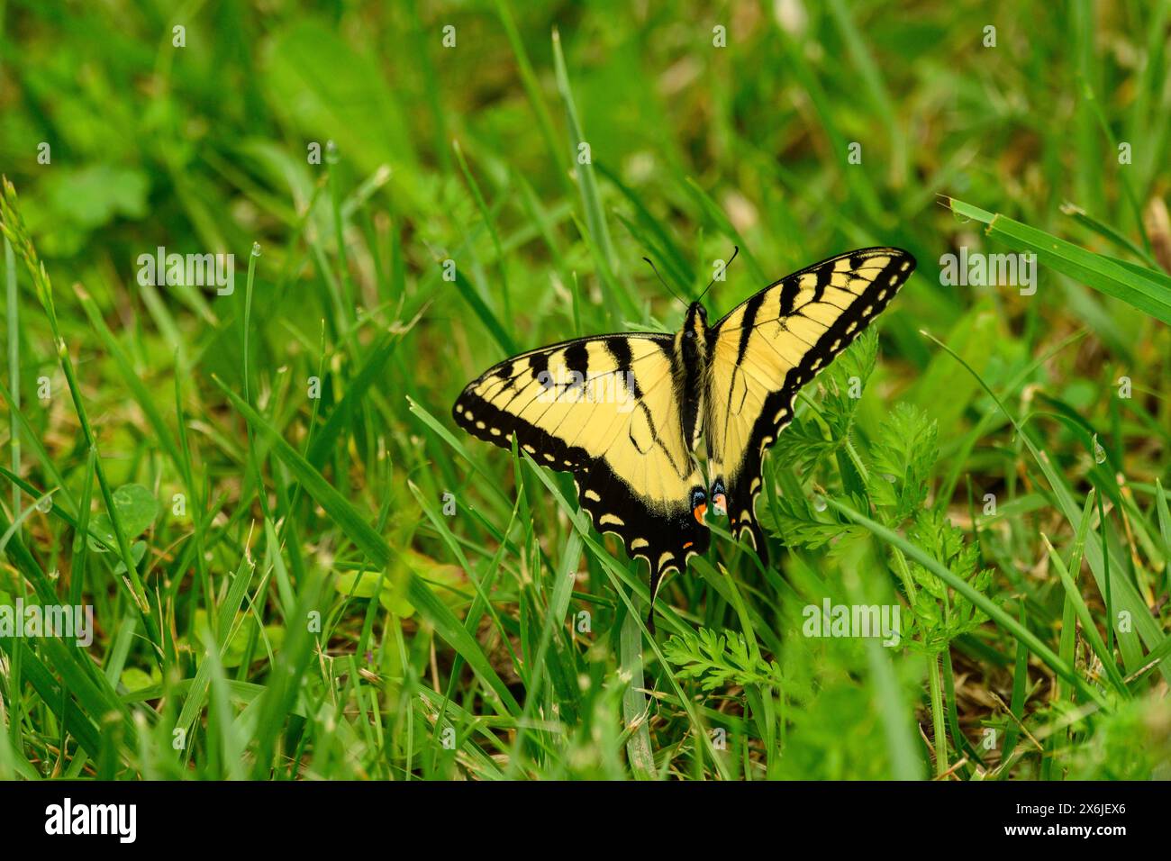 Tigerschwalbenschwanz ruht im Frühling im Wald Stockfoto