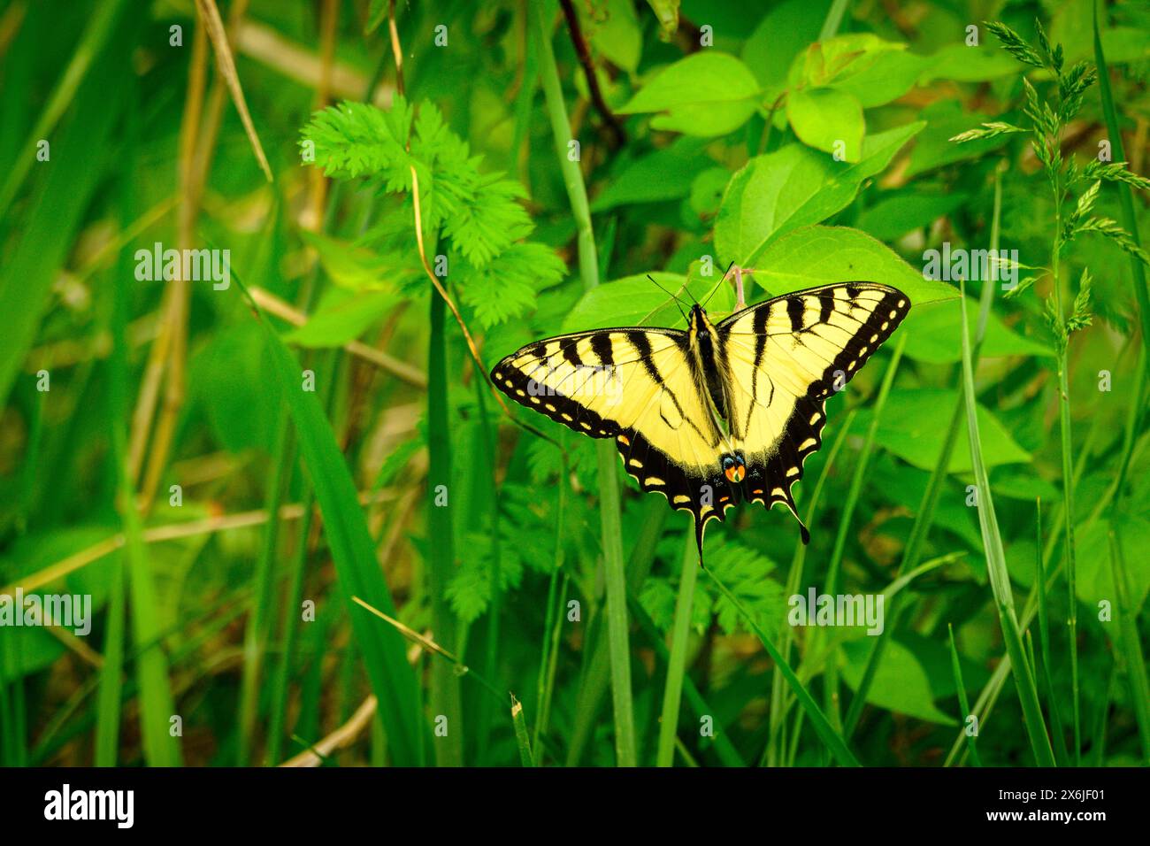 Tigerschwalbenschwanz ruht im Frühling im Wald Stockfoto