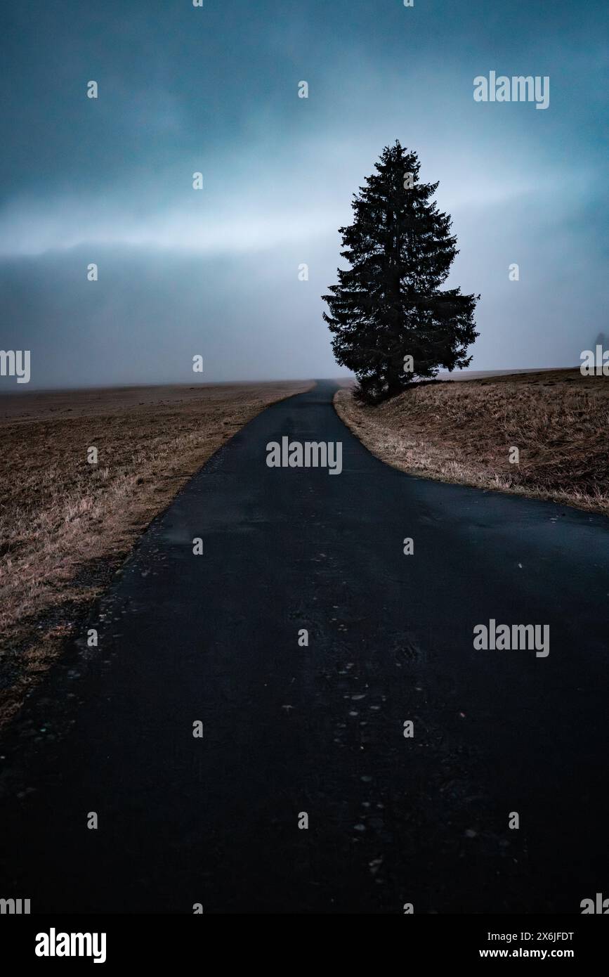 Einsamer Baum auf der Straße im Nebel Stockfoto