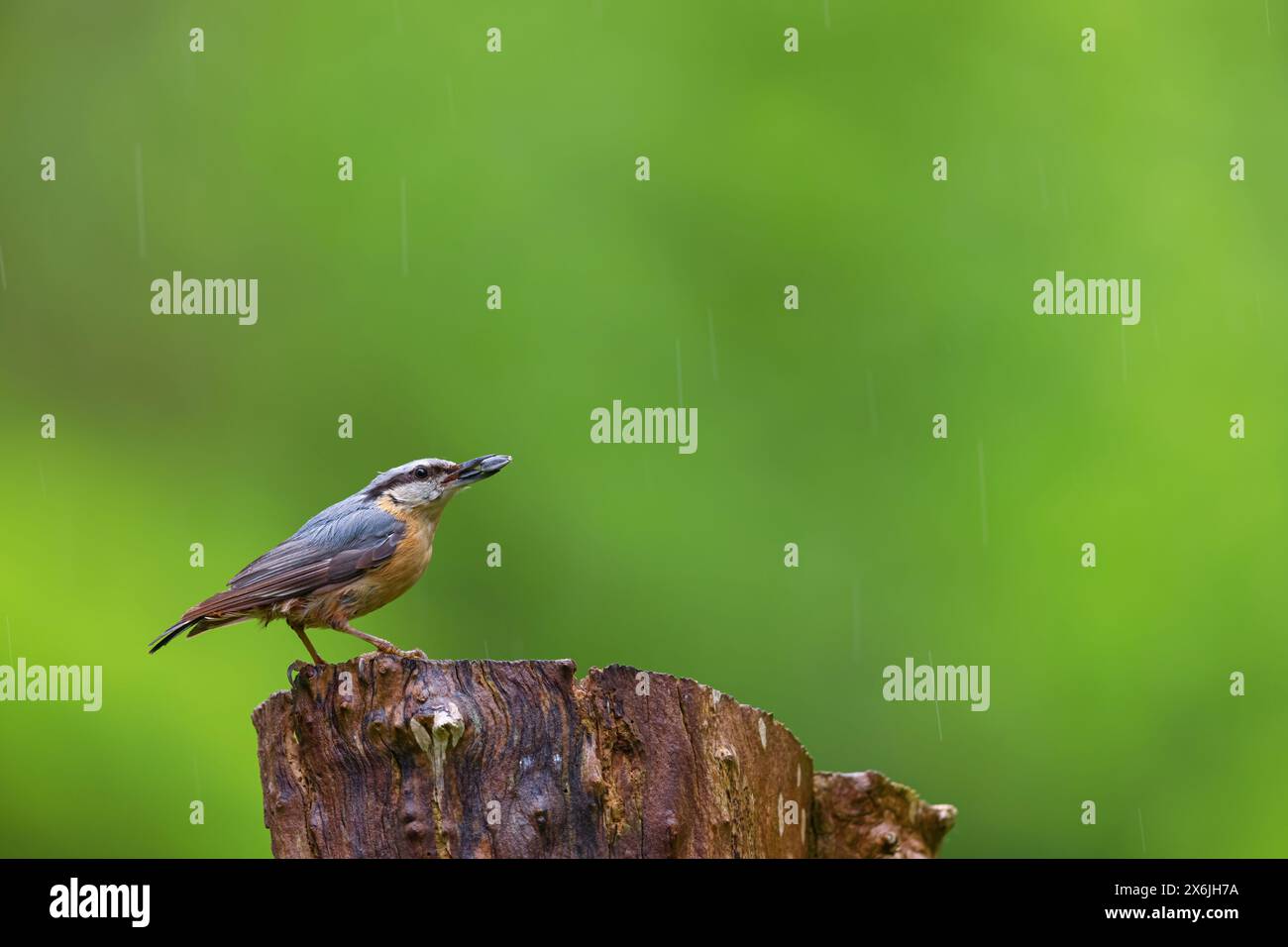 Kleiber, Spechtmeise, Nuthatch, Wood Nuthatch, Eurasische Nuthatch, (Sitta europaea,) Sittelle-Torchepot, Trepador Azul Stockfoto