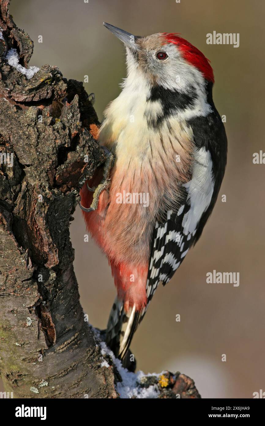 Mittelspecht, Mittelspecht (Dendrocopos medius), Picoides medius, PIC mar, Pico Mediano Stockfoto