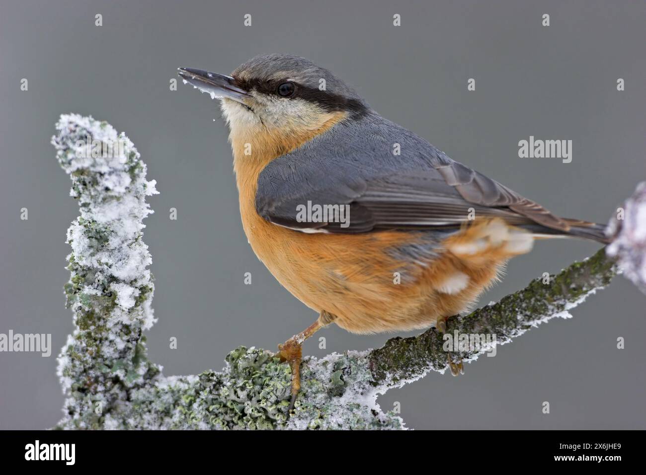 Kleiber, Spechtmeise, Nuthatch, Wood Nuthatch, Eurasische Nuthatch, (Sitta europaea,) Sittelle-Torchepot, Trepador Azul Stockfoto