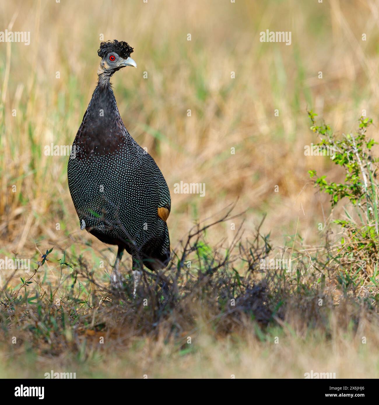 Kenia-Haubenperlhuhn, Kräuselhauben-Perlhuhn, Guineafowl, Guttera pucherani, Pintade de Pucheran, Pintada moñuda Oriental, Familie der Perlhüh Stockfoto