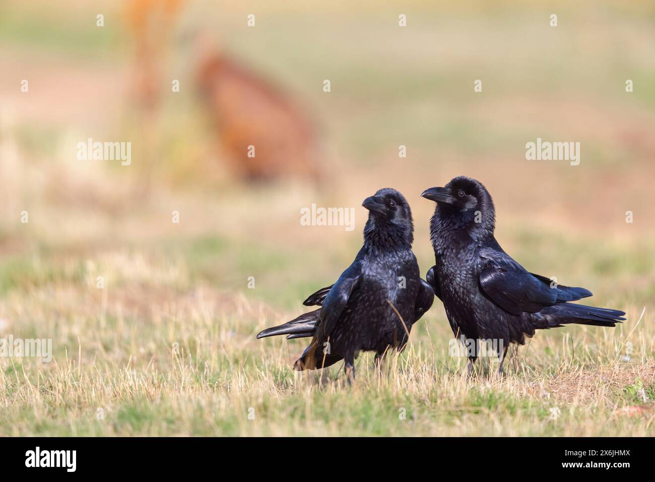 Kolkrabe, Raven, (Corvus Cor), Grand Corbeau, Stockfoto