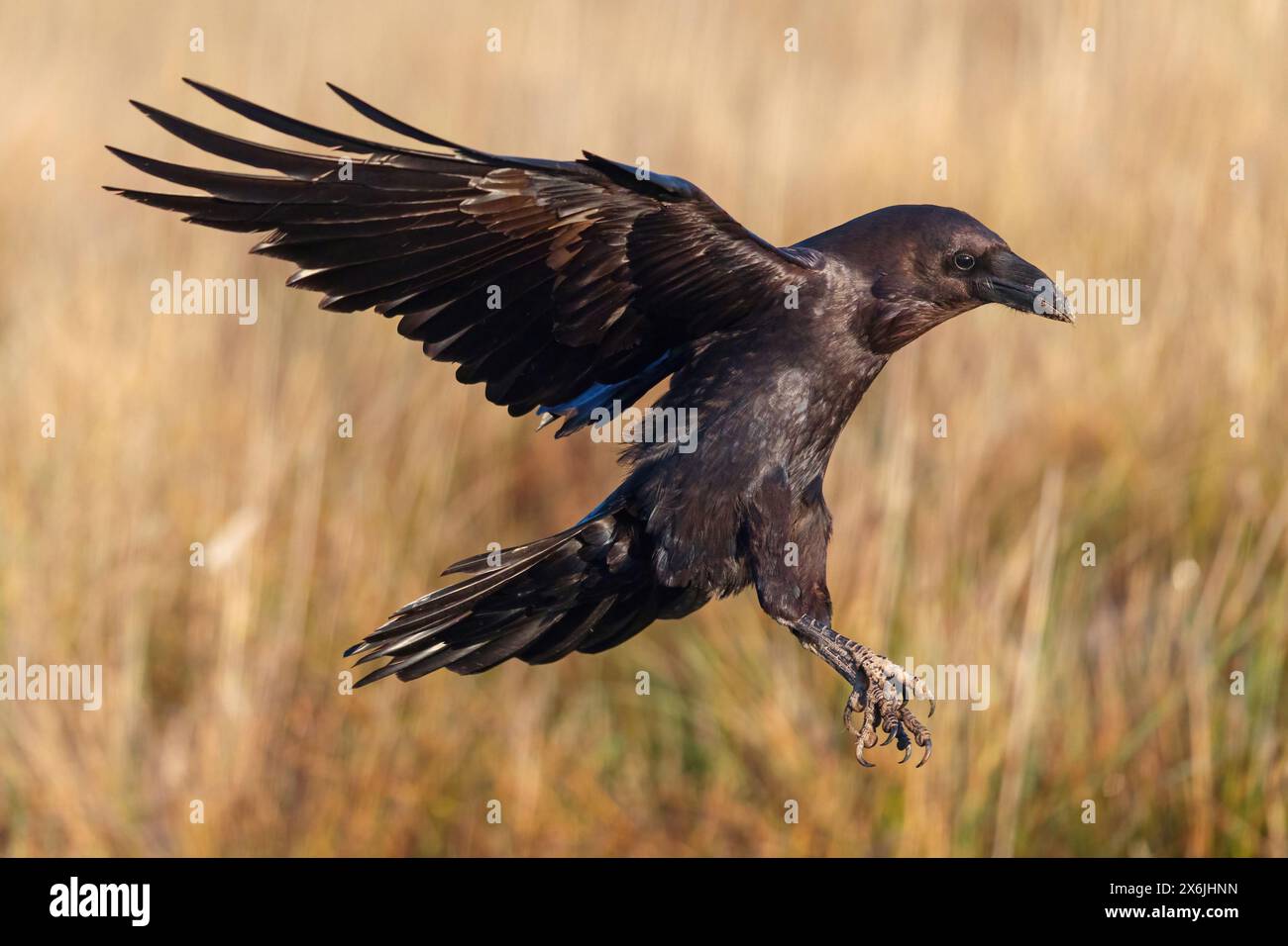 Kolkrabe, Raven, (Corvus Cor), Grand Corbeau, Stockfoto