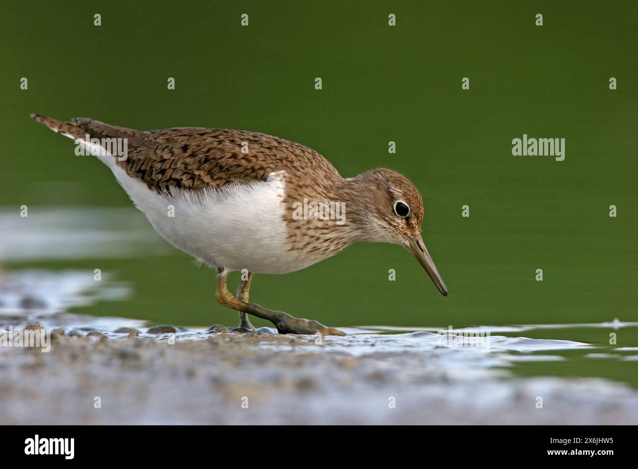 Grünschenkel, Common Greenshank, Greenshank, (Tringa nebularia) Chevalier aboyeur, Archibebe Claro Stockfoto