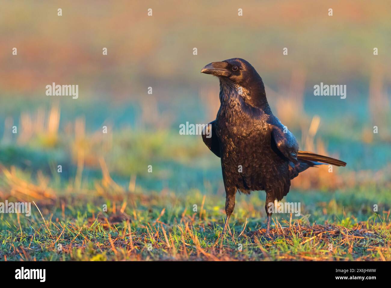 Kolkrabe, Raven, (Corvus Cor), Grand Corbeau, Stockfoto