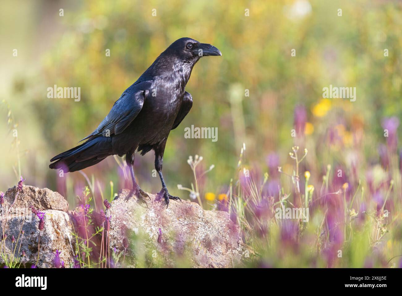 Kolkrabe, Raven, (Corvus Cor), Grand Corbeau, Stockfoto